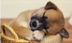 狗狗不吃東西怎么回事？