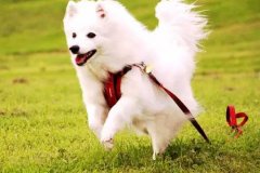 狗狗教會(huì)我們的人生道理，你做到了嗎？