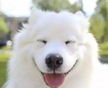 你是什么時候被你家狗撩到的？