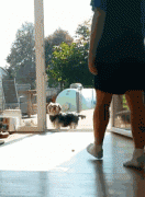 養一只傻狗是一種什么樣的體驗？