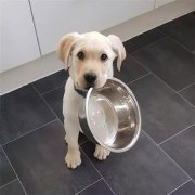 到了飯點不喂狗，你可知道后果的嚴重性？