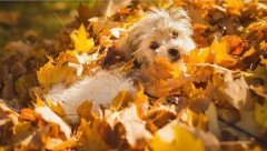 氣溫驟變，謹記寵物保暖誤區(qū)！ 華興寵物食品