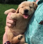 把狗當孩子養(yǎng)，你認同嗎？ 華興寵物食品