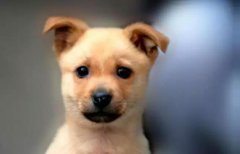 小土狗，也很可愛呀！