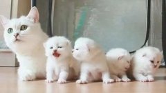 貓咪一生要經(jīng)歷的六個階段，你家貓?zhí)幱谀膫€時期？